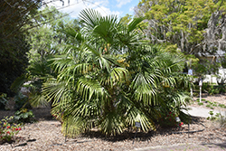 Windmill Palm (Trachycarpus fortunei) at A Very Successful Garden Center
