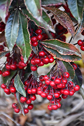 Red Hot Embers Coral Berry (Ardisia crenata 'sPG-3-001') at Lakeshore Garden Centres