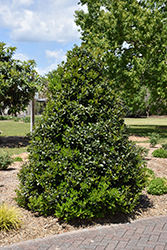 Oak Leaf Holly (Ilex 'Conaf') at A Very Successful Garden Center