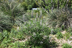 White False Indigo (Baptisia alba) at A Very Successful Garden Center