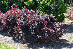 Purple Daydream Fringeflower (Loropetalum chinense 'PPI') at A Very Successful Garden Center