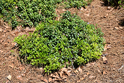 Wheeler's Dwarf Mock Orange (Pittosporum tobira 'Wheeler's Dwarf') at A Very Successful Garden Center