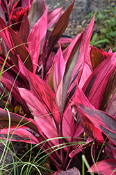 Red Sister Hawaiian Ti Plant (Cordyline fruticosa 'Red Sister') at A Very Successful Garden Center