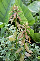 Pipestem (Agarista populifolia) at Stonegate Gardens