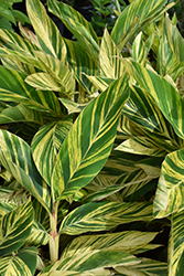 Variegated Shell Ginger (Alpinia zerumbet 'Variegata') at A Very Successful Garden Center