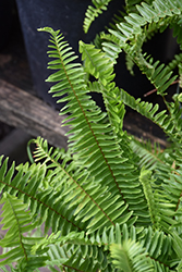 Sword Fern (Nephrolepis cordifolia) at A Very Successful Garden Center