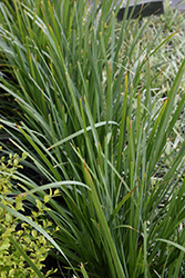 Breeze Dwarf Mat Rush (Lomandra longifolia 'LM300') at A Very Successful Garden Center