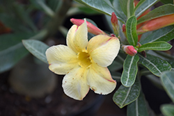 Yellow Desert Rose (Adenium obesum 'Yellow') at A Very Successful Garden Center