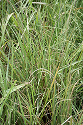 Florida Gamagrass (Tripsacum floridanum) at Stonegate Gardens