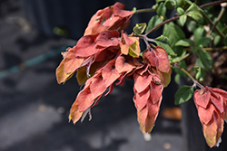 Red Shrimp Plant (Justicia brandegeeana 'Red') at A Very Successful Garden Center
