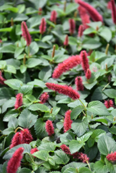 Dwarf Chenille Plant (Acalypha pendula) at A Very Successful Garden Center