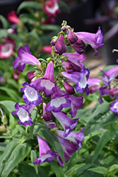 Phoenix Lavender Beard Tongue (Penstemon hartwegii 'Phoenix Lavender') at A Very Successful Garden Center