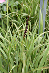Eastern Gamagrass (Tripsacum dactyloides) at A Very Successful Garden Center