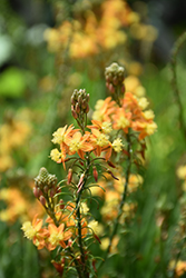 Stalked Bulbine (Bulbine frutescens) at A Very Successful Garden Center