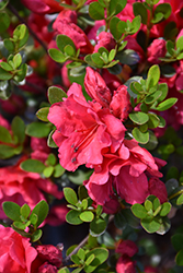Vivid Azalea (Rhododendron 'Vivid') at A Very Successful Garden Center