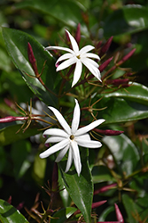 Star Jasmine (Jasminum multiflorum) at A Very Successful Garden Center