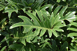 Xanadu Philodendron (Philodendron 'Winterbourn') at A Very Successful Garden Center
