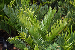 Coontie (Zamia integrifolia) at Lakeshore Garden Centres