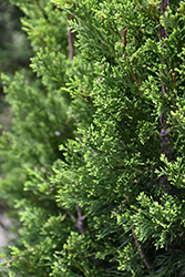 Brodie Redcedar (Juniperus virginiana 'Brodie') at A Very Successful Garden Center