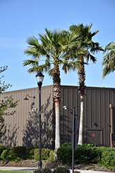 Mexican Fan Palm (Washingtonia robusta) at Lakeshore Garden Centres