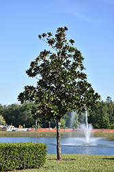 Southern Magnolia (Magnolia grandiflora) at Stonegate Gardens