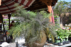 Bronze Fennel (Foeniculum vulgare 'Purpureum') at A Very Successful Garden Center