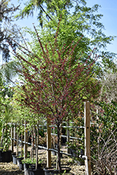 St. Luke's Plum (Prunus cerasifera 'St. Luke's') at A Very Successful Garden Center
