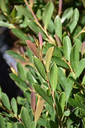 Cinnamon Girl Evergreen Distylium (Distylium 'PIIDIST-V') at A Very Successful Garden Center