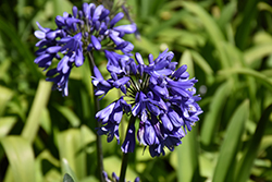 Ever Sapphire Agapanthus (Agapanthus 'ANDbin') at A Very Successful Garden Center