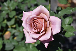 Koko Loko Rose (Rosa 'Koko Loko') at A Very Successful Garden Center