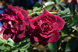 Burgundy Iceberg Rose (Rosa 'Burgundy Iceberg') at A Very Successful Garden Center