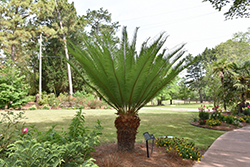 Emperor Sago Palm (Cycas taitungensis) at Stonegate Gardens