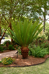 Emperor Sago Palm (Cycas taitungensis) at Stonegate Gardens