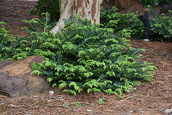 Prostrate Japanese Plum Yew (Cephalotaxus harringtonia 'Prostrata') at Lakeshore Garden Centres