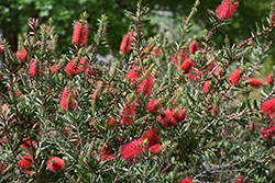 Crimson Bottlebrush (Callistemon citrinus) at Stonegate Gardens