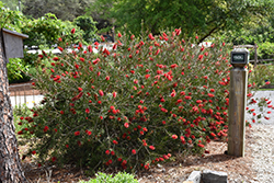Crimson Bottlebrush (Callistemon citrinus) at Lakeshore Garden Centres
