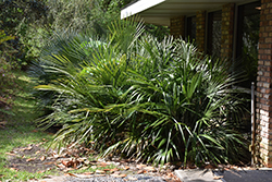 Needle Palm (Rhapidophyllum hystrix) at A Very Successful Garden Center