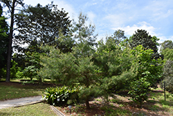 Montezuma Pine (Pinus montezumae) at Stonegate Gardens