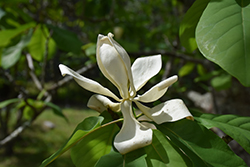 Pyramid Magnolia (Magnolia pyramidata) at Stonegate Gardens