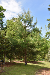 Cedar Pine (Pinus glabra) at Stonegate Gardens