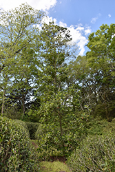 Loblolly Bay (Gordonia lasianthus) at A Very Successful Garden Center