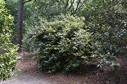 Eleador Silverberry (Elaeagnus x ebbingei 'Eleador') at Lakeshore Garden Centres
