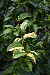 Yellow Tea Plant (Camellia sinensis 'Yellow Tea') at Stonegate Gardens