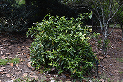 Yellow Tea Plant (Camellia sinensis 'Yellow Tea') at Stonegate Gardens