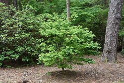 Coonara Pygmy Japanese Maple (Acer palmatum 'Coonara Pygmy') at Stonegate Gardens