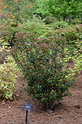 Redbird Indian Hawthorn (Rhaphiolepis indica 'sPg-3-003') at A Very Successful Garden Center