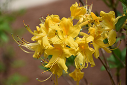 Sunny Side Up Azalea (Rhododendron 'Sunny Side Up') at A Very Successful Garden Center