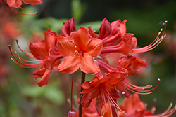 Radiant Red Azalea (Rhododendron 'Radiant Red') at A Very Successful Garden Center