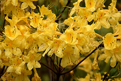 Sunny Side Up Azalea (Rhododendron 'Sunny Side Up') at A Very Successful Garden Center