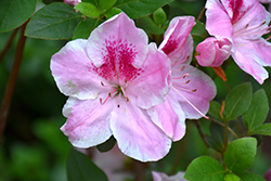 Lady Robin Azalea (Rhododendron 'Lady Robin') at A Very Successful Garden Center
